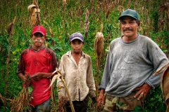 Nayo and his workers pick frijoles on his finca in Murra, Nicaragua