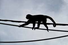 A monkey climbs on power cables in Misahualli, Ecuador