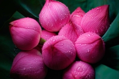 Dewey Lotus - Hong Kong Flower Market