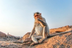 A monkey at the Hanuman Temple in Hampi, India