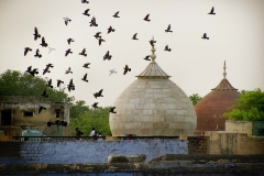 Pigeon flying is a popular sport in Agra, India