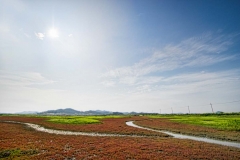 The fields of the Halophyte Garden in Jeung-Do - Sinan, South Korea