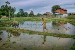 A worker tends to his field using water buffalo in Don Det, Laos