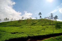 The tea fields of Ella, Sri Lanka
