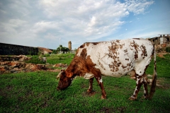 The Galle Lighthouse is surrounded by cows