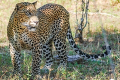 A leopard shows its spots during a Jeep safari at Yala National Park