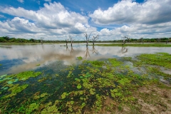 Marshlands are plentiful at Yala National Park in Sri Lanka