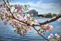 Jefferson_Memorial-Cherry_Blossoms-Washington_DC-USA-Greg_Goodman-AdventuresofaGoodMan-1