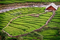 A rice field in the mountains above Sapa