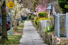 Cherry blossoms line the sidewalks of Washington DC each spring