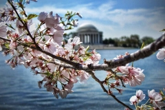 Cherry blossom season at the Jefferson Memorial in Washington, DC