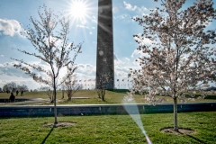 Cherry blossom season at the Washington Monument