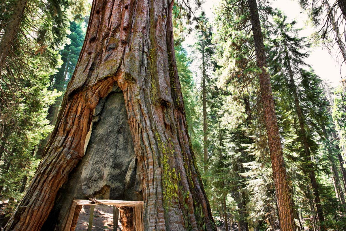 You can walk through the famous Tunnel Tree in Yosemite's Mariposa Grove