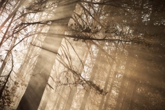 The early morning sun peeks through the Bridalveil Creel Campground in Yosemite National Park