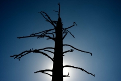 A dead tree in the Western Valley of Yosemite National Park