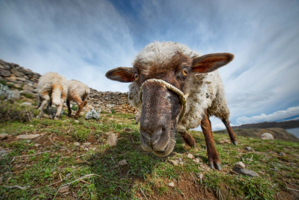 A curious sheep investigates my camera at the Chinkana ruins on Isla del Sol - Lake Titicaca, Bolivia