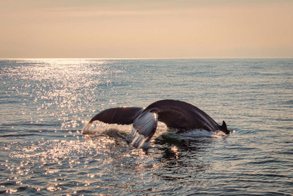 A Whale of a Tail - Cape Cod, Massachusetts, USA