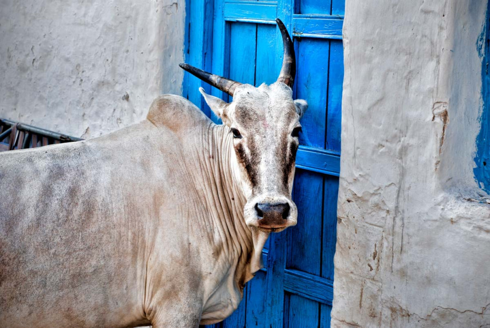 Holy Cow! (Hampi, India)
