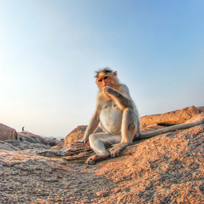 A monkey at the Hanuman Temple in Hampi, India
