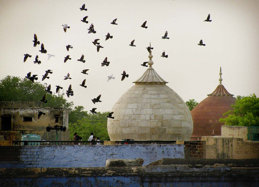 Pigeon flying is a popular sport in Agra, India