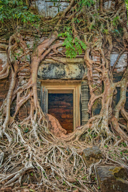 Door-Vines-Prasat_Pram-Koh_Ker_Ruins-Cambodia-Greg_Goodman-AdventuresofaGoodMan-1