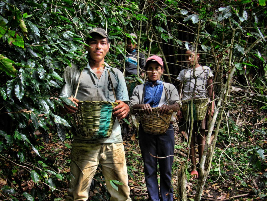 Coffee workers stand with their canastas (baskets), ready to pick beans