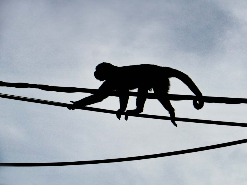 A monkey climbs on power cables in Misahualli, Ecuador