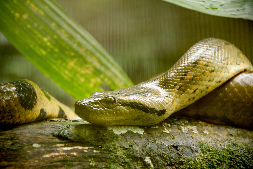 An anaconda in the Amazon Rainforest near Misahualli, Ecuador