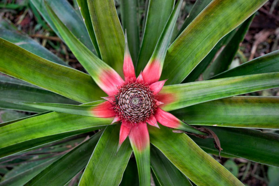 A pineapple plant in the Amazon Rainforest near Misahualli, Ecuador