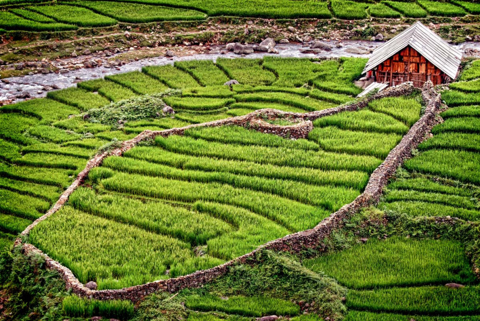 Rice Wall - Sapa, Vietnam