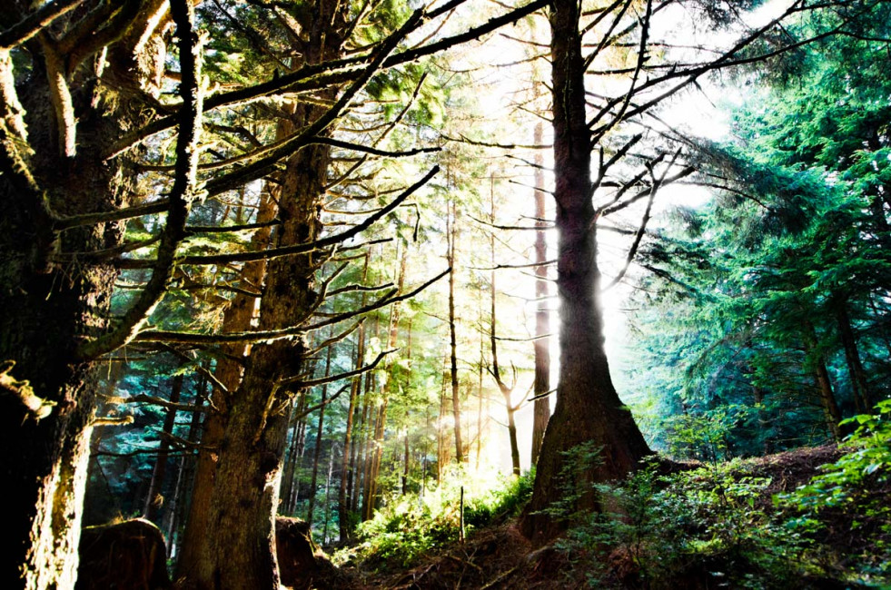 Nature's Finest - Umpqua River, Oregon, USA