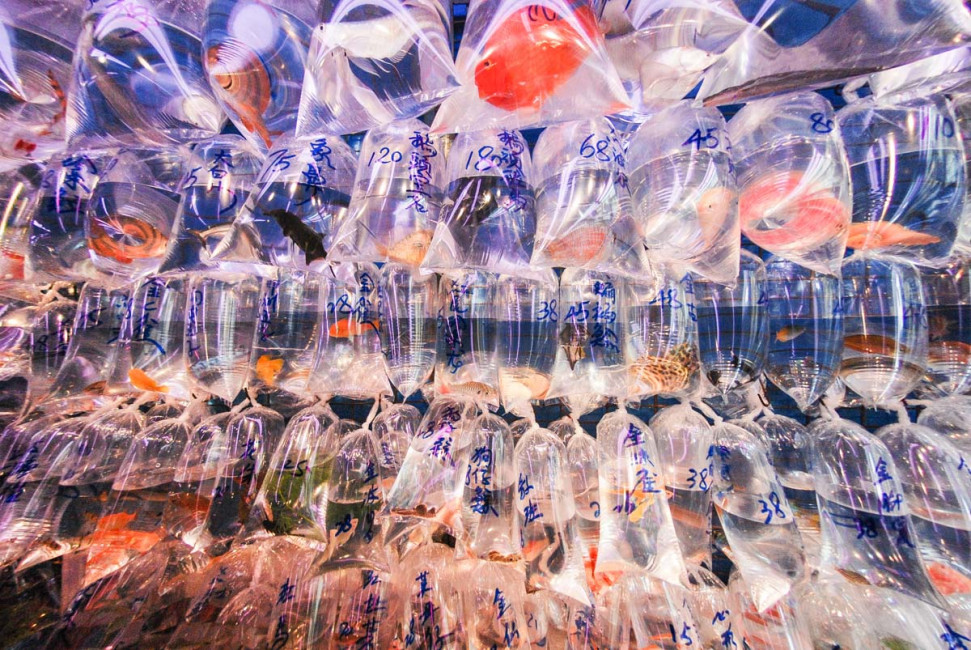 The goldfish market in Hong Kong