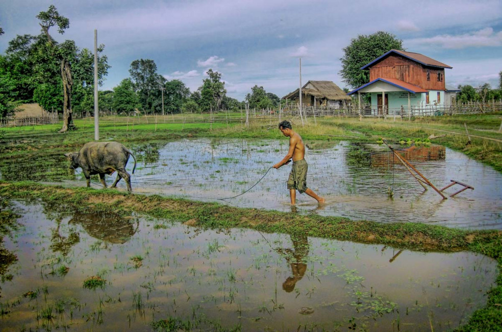 A worker tends to his field using water buffalo in Don Det, Laos