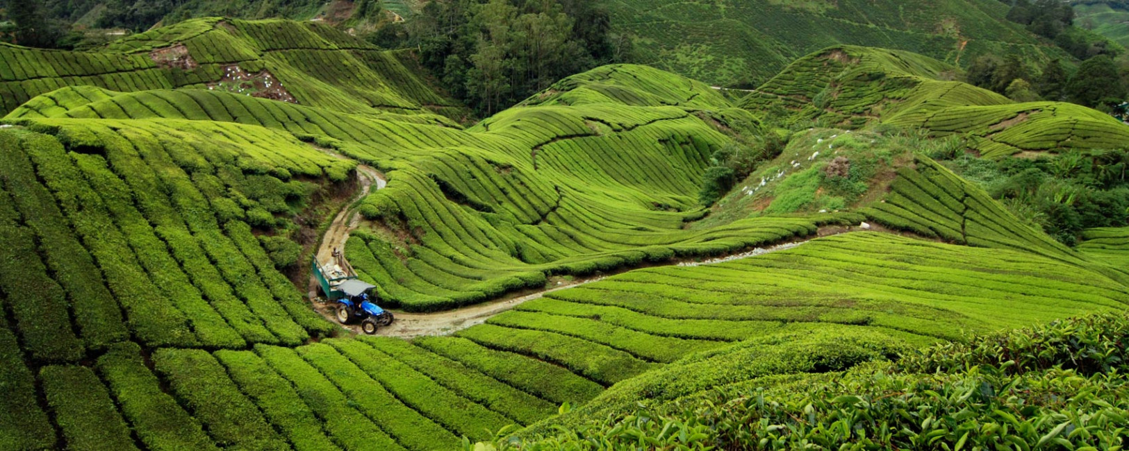 The BOH tea plantation in the Cameron Highlands of Malaysia
