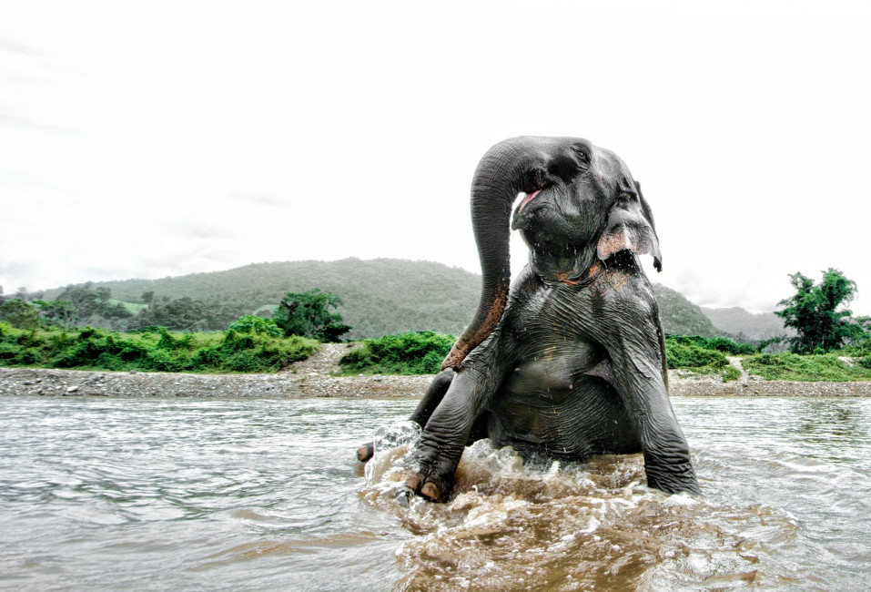 An elephant enjoys a bath at the Elephant Nature Park in Chiang Mai, Thailand