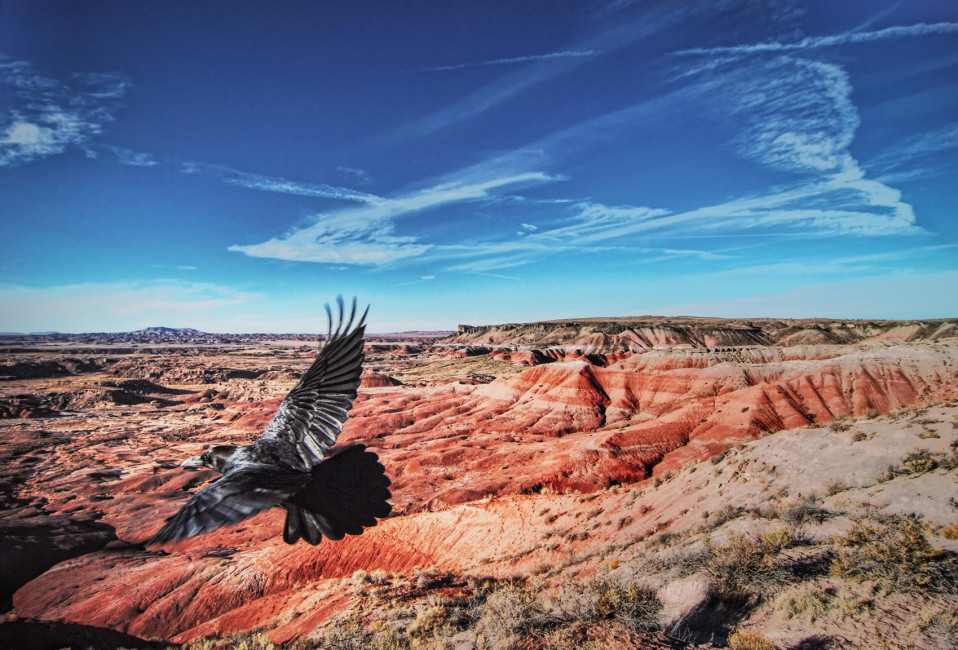 A raven soars above the Painted Desert at the Petrified Forest National Park in Navajo, New Mexico