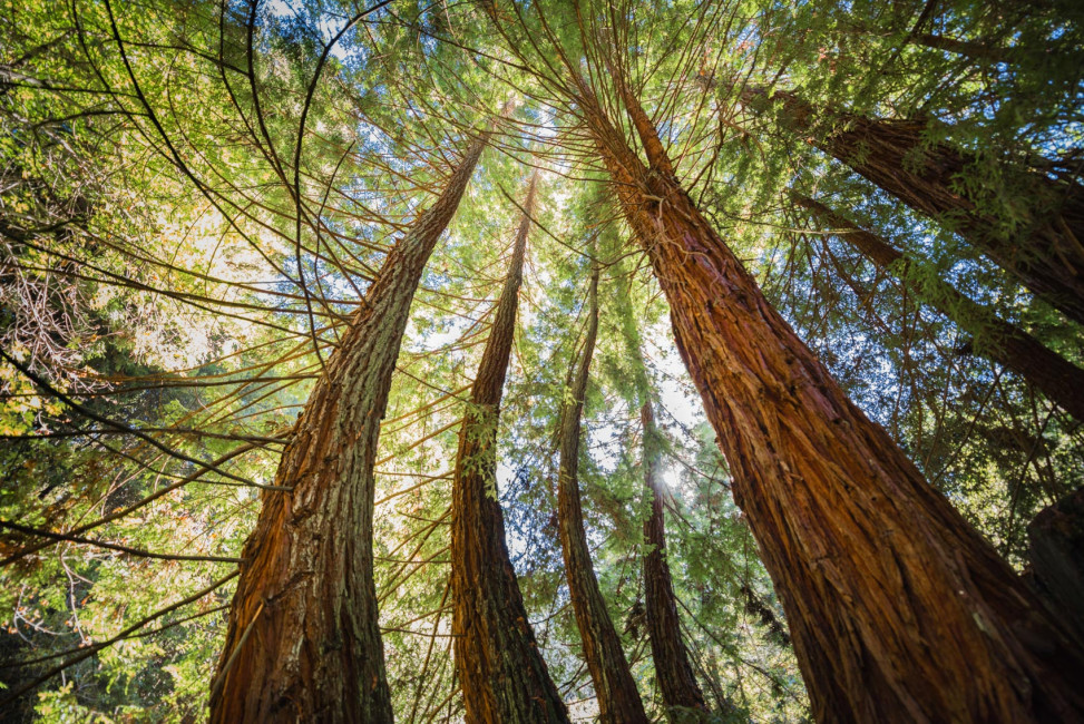 Forest_of_Nisene_Marks-Aptos_CalifoaThey call these the Twister Redwoods - and you can find them in the Forest of Nisene Marks near Aptos, Californiarnia-Greg_Goodman-AdventuresofaGoodMan