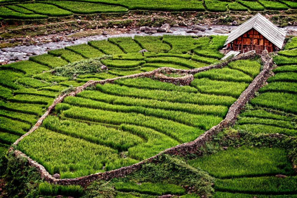 A local home surrounded by a rice field in the mountains above Sapa, Vietnam