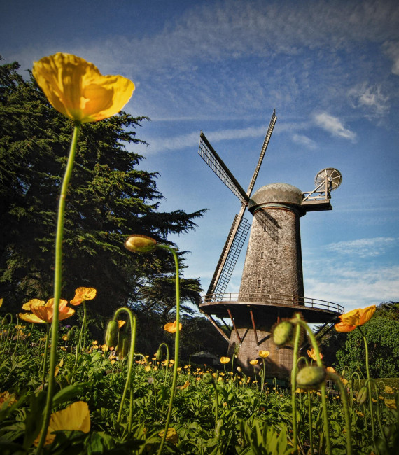 At the western end of Golden Gate Park, you can find an authentic Dutch windmill