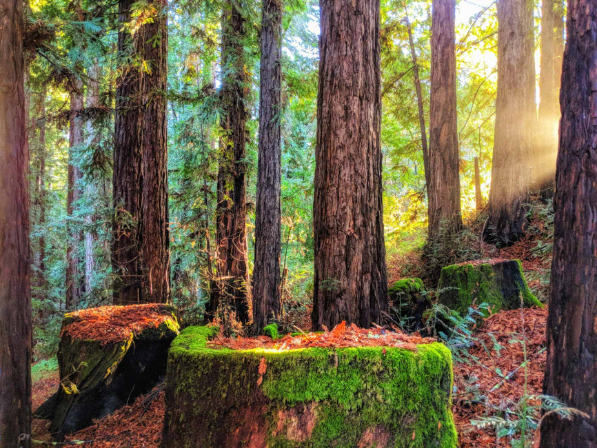 Sunset in the redwood forest above Santa Cruz, CA