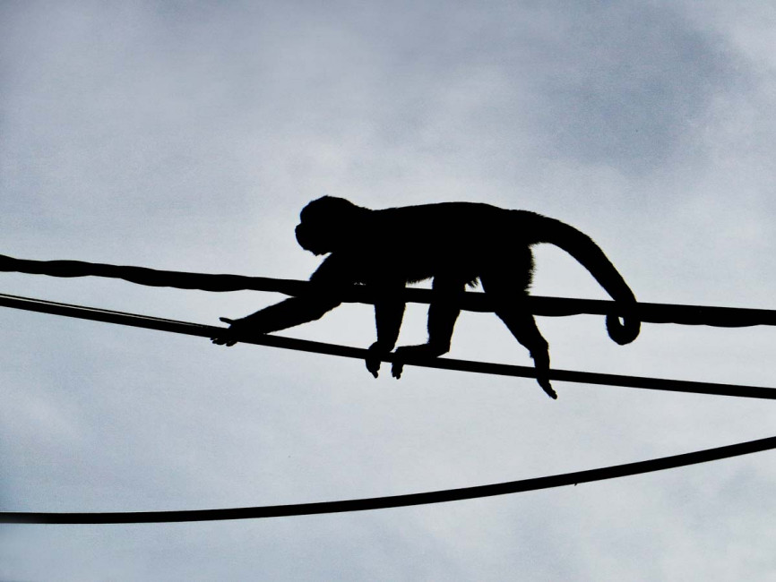 Monkey on a Wire — Misahualli, Ecuador