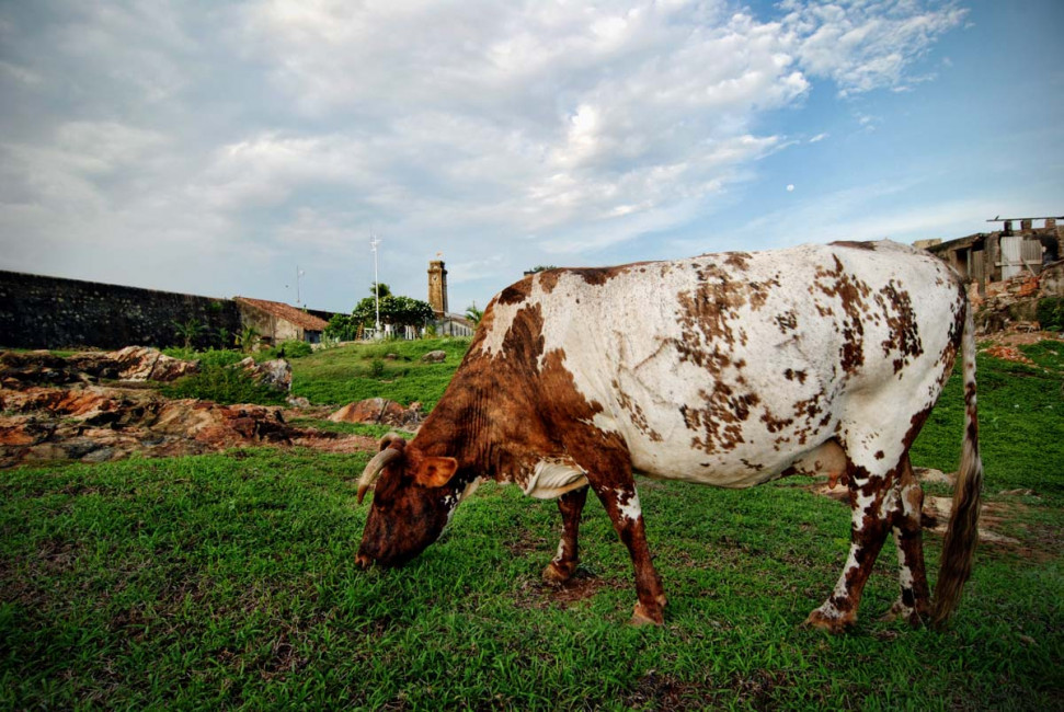 The Galle Lighthouse is surrounded by cows