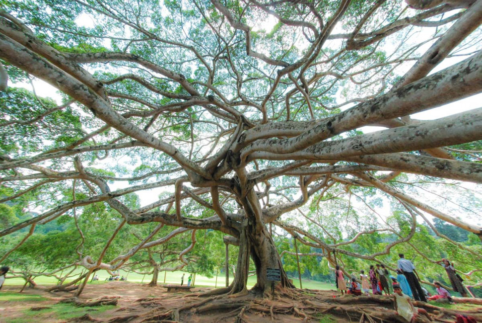 A giant fig tree at the Kandy Botanical Garden in Sri Lanka
