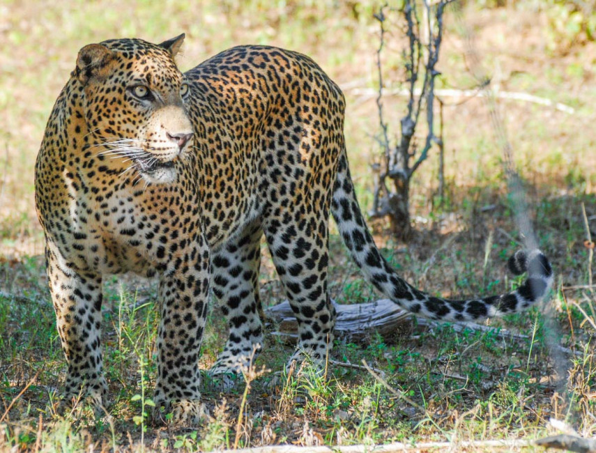 A leopard shows its spots during a Jeep safari at Yala National Park