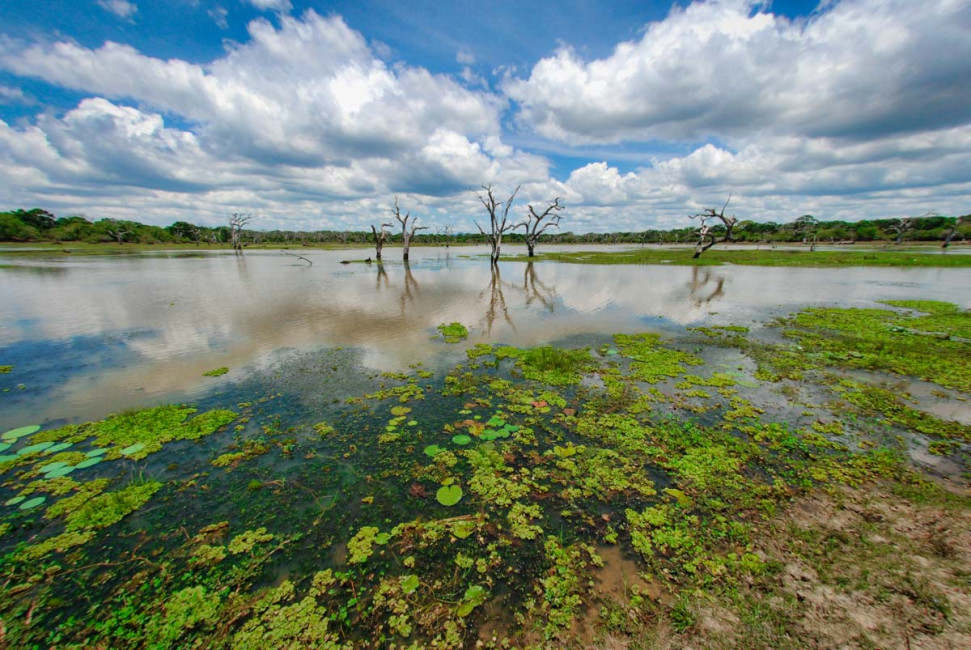 Marshlands are plentiful at Yala National Park in Sri Lanka