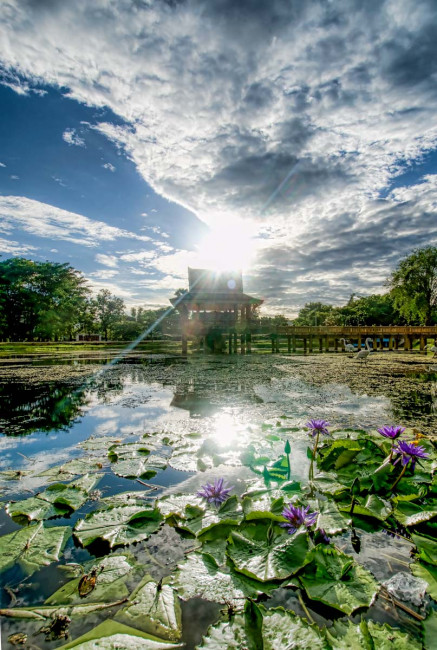 Lotus_Pond-Sai_Ngam-Banyan_Tree_Park-Phimai_Thailand-Greg_Goodman-AdventuresofaGoodMan-1