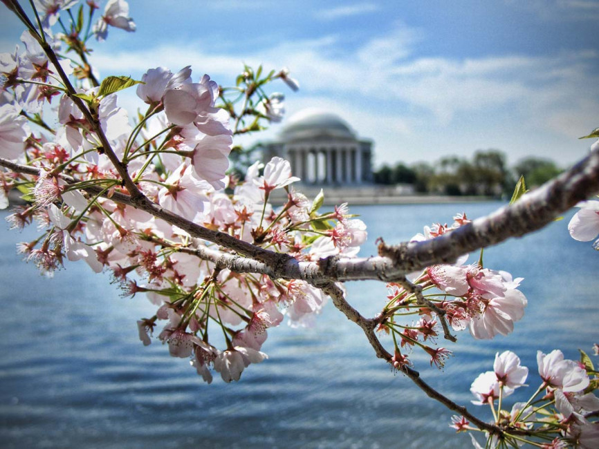 Jefferson_Memorial-Cherry_Blossoms-Washington_DC-USA-Greg_Goodman-AdventuresofaGoodMan-1