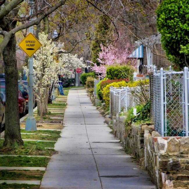 Cherry blossoms line the sidewalks of Washington DC each spring