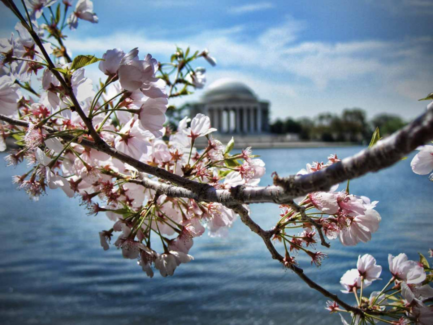 Cherry blossom season at the Jefferson Memorial in Washington, DC