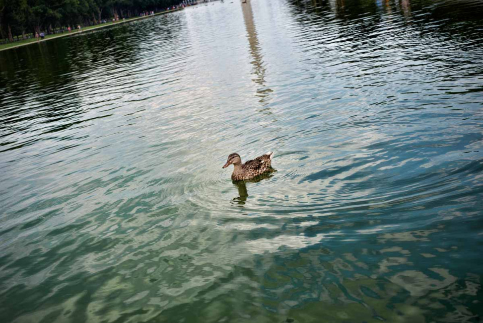 The Reflecting Pool on the National Mall is a great place to bird watch